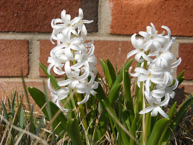 bílý hyacint