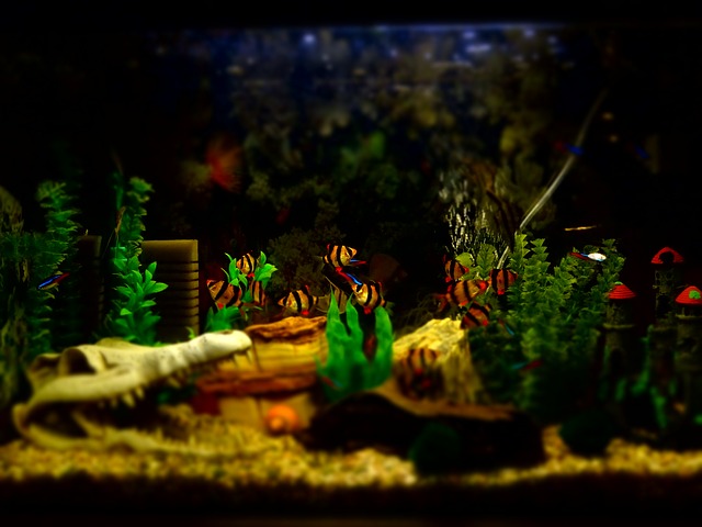 akvárium a rybičky