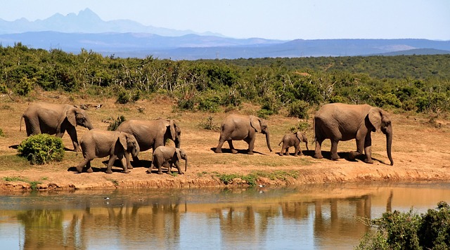 sloni u vody
